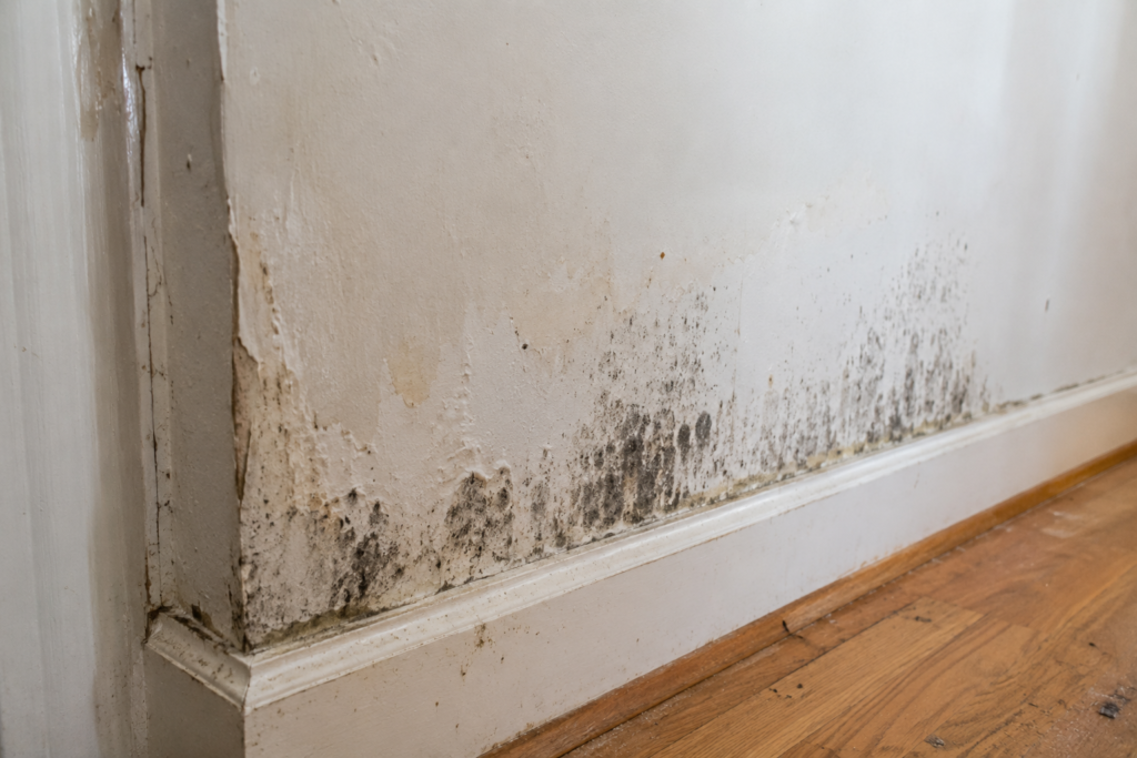 Early stage mold growth and water staining on drywall after a residential water emergency